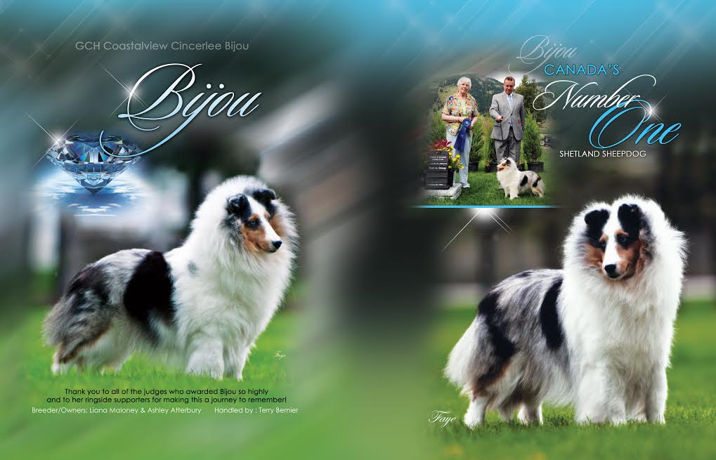 Coastal cheap view shelties